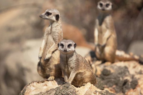 Ein Kleiner Lustiger Surakat Schaut Sich — Stockfoto