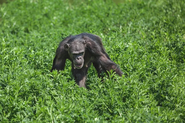 黑猴在灌木丛中觅食 — 图库照片