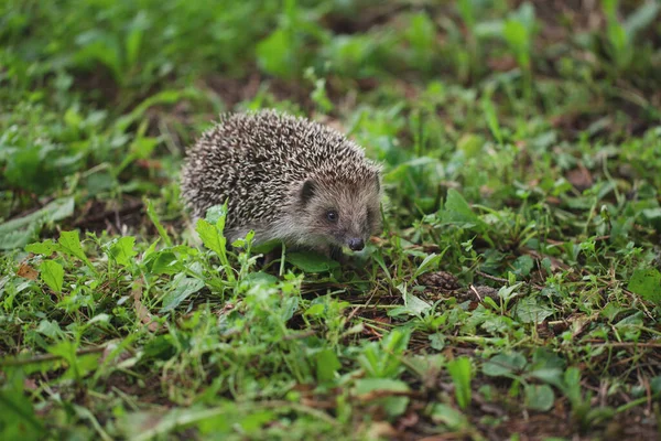 Piccolo Riccio Corre Lungo Erba Vita Selvaggia Nella Foresta — Foto Stock