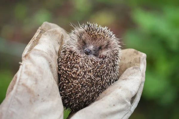 Meisje Met Een Kleine Egel Strakke Handschoenen — Stockfoto