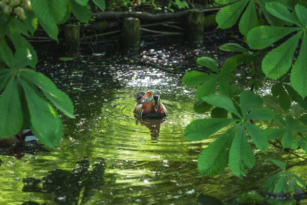 Pato Flutua Rio Entre Folhas Castanha — Fotografia de Stock