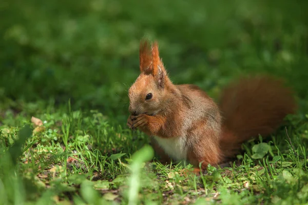 Little Funny Red Squirrel Park Green Grass — Stock Photo, Image