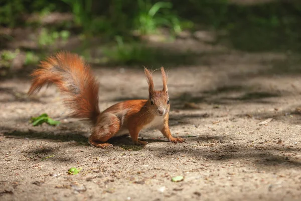 Little Funny Red Squirrel Park — Stock Photo, Image