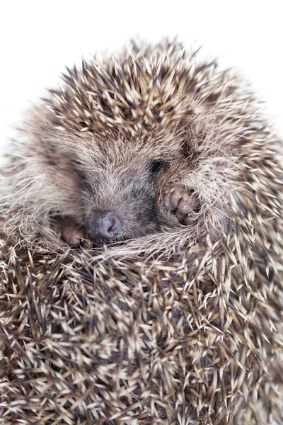 Wilde Jonge Egel Gekruld Een Bal Zicht Van Bovenaf — Stockfoto