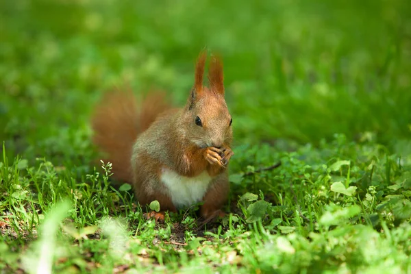 Little Funny Red Squirrel Park Green Grass — Stock Photo, Image