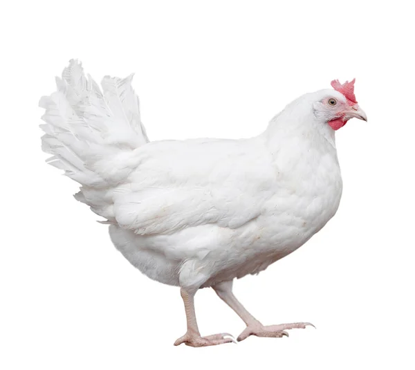 Tavuk Yere Yakın Görünüyor Beyaz Üzerine Izole — Stok fotoğraf