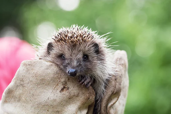 Meisje Met Een Kleine Egel Strakke Handschoenen — Stockfoto