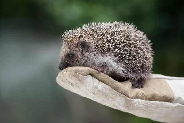 Meisje Met Een Kleine Egel Strakke Handschoenen — Stockfoto