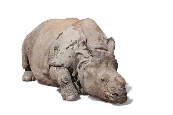 Grandes Rinocerontes Animal Raro Retrato — Fotografia de Stock