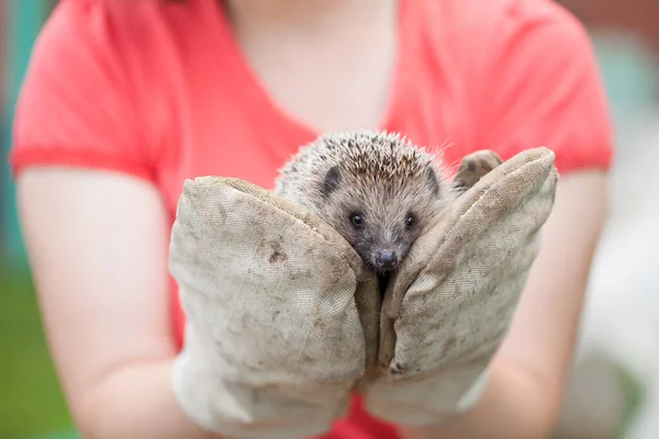 Meisje Met Een Kleine Egel Strakke Handschoenen — Stockfoto