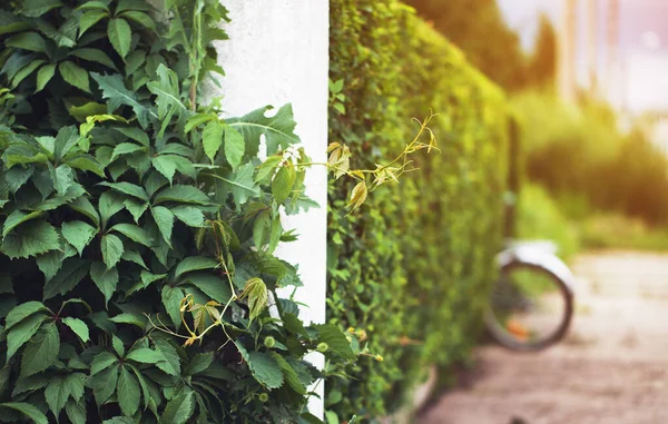 Hedge Clipped Bush Sunny Day Bike Walking Concept Outdoor Recreation — Stock Photo, Image