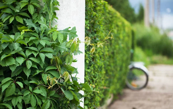 Eine Hecke Ein Abgeschnittener Busch Sonniger Tag Fahrrad Zum Wandern — Stockfoto