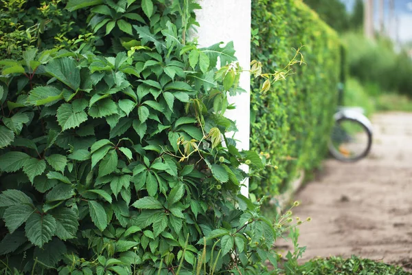 Eine Hecke Ein Abgeschnittener Busch Sonniger Tag Fahrrad Zum Wandern — Stockfoto