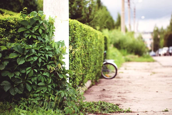 Une Haie Buisson Coupé Journée Ensoleillée Vélo Pour Marcher Concept — Photo