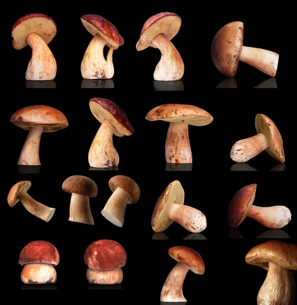 Many White Mushrooms Isolated Black Background — Stock Photo, Image