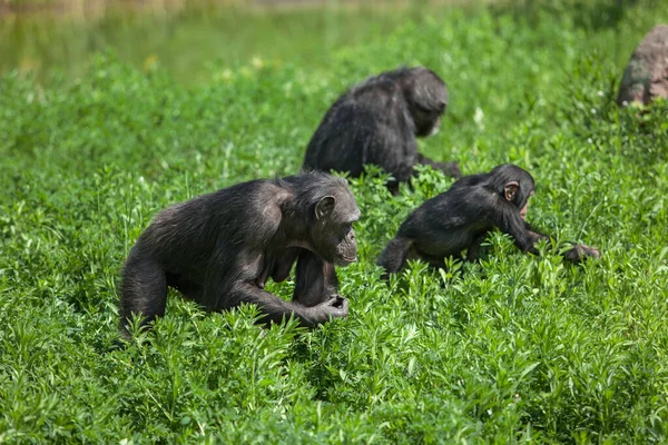 Opičí Samice Hledající Potravu Husté Trávě — Stock fotografie