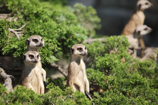 Pequeño Suricata Divertido Mira Alrededor — Foto de Stock