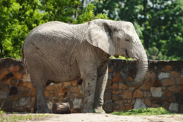 Elefante Come Grama Caminha Dia Ensolarado — Fotografia de Stock