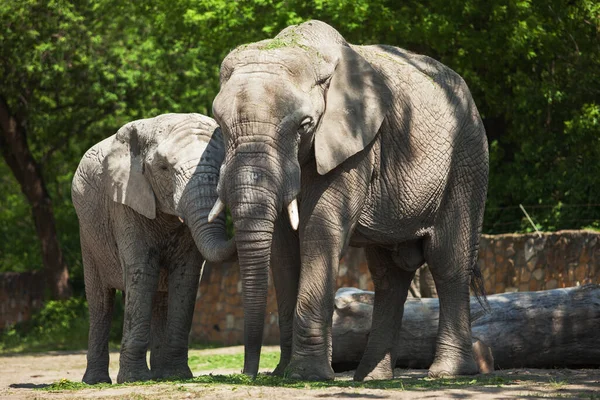Két Elefánt Erdőben Férfi — Stock Fotó