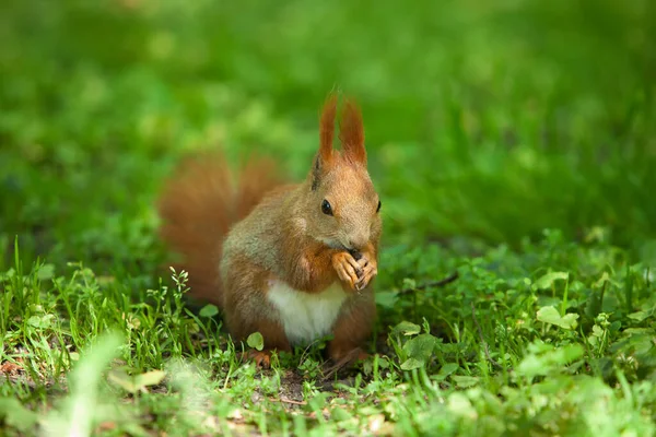 Little Funny Red Squirrel Park Green Grass — Stock Photo, Image