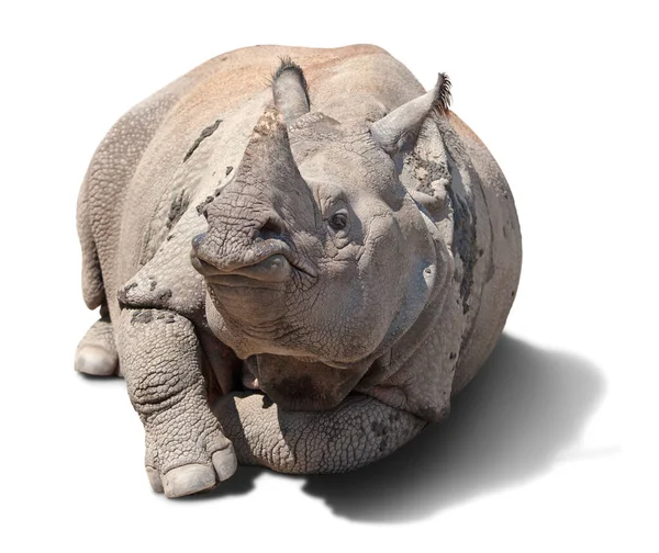 Rhinoceros Isolated White Background — Stock Photo, Image