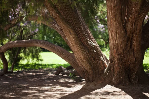 Bela Árvore Com Tempo Ensolarado Fabulosamente Bela Natureza — Fotografia de Stock