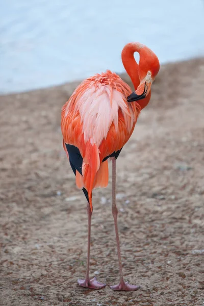 Pinkfarbener Flamingo Steht Flussufer — Stockfoto