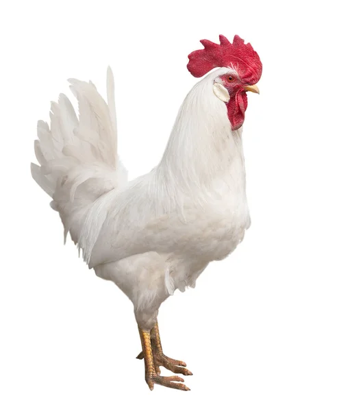 One White Rooster Isolated Background — Stock Photo, Image