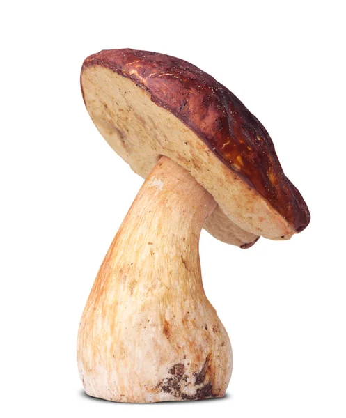 Ein Weißer Pilz Isoliert Auf Weißem Hintergrund — Stockfoto