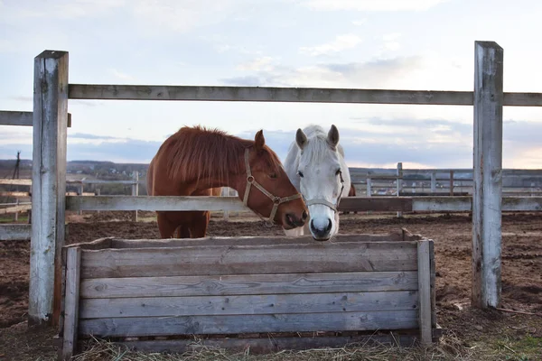 Kahverengi ve beyaz atlar. Kutudan saman yemek.. 