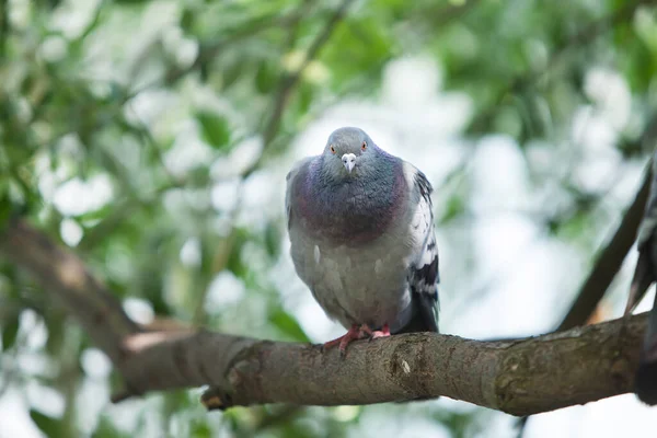 Pigeon Gris Assis Sur Une Branche Arbre — Photo