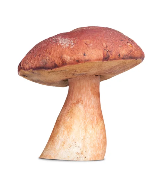 Ein Weißer Pilz Isoliert Auf Weißem Hintergrund — Stockfoto