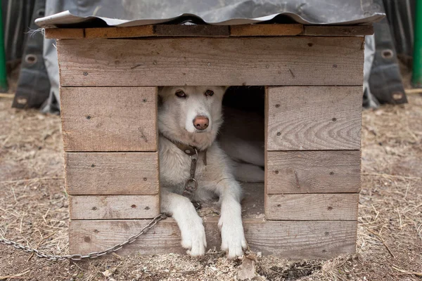 Beyaz Köpek Kutuda Oturuyor — Stok fotoğraf