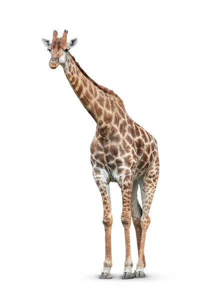 Jedna Żyrafa Jest Izolowana Białym Tle — Zdjęcie stockowe