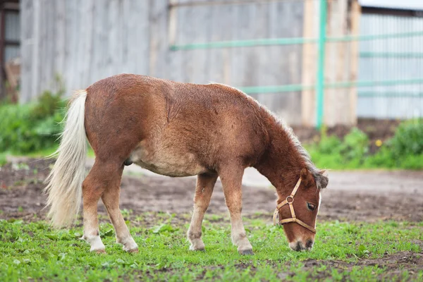 Kleines Pony Frisst Gras Auf Einem Feld — Stockfoto