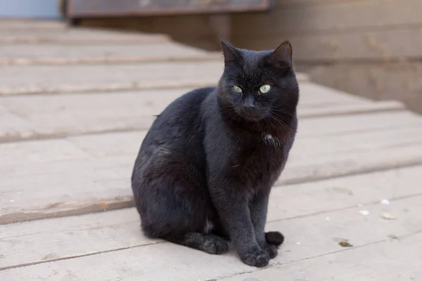 Black Cat Sitting Street — Stock Photo, Image