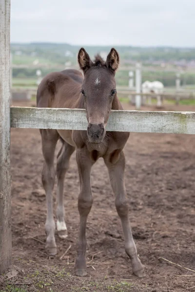 Niedliche Kleine Braune Hengstfohlen Der Nähe Eines Holzzaunes — Stockfoto