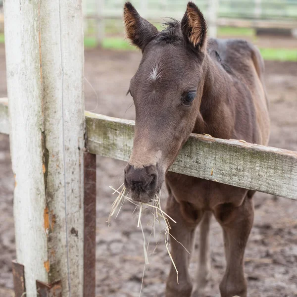 Niedliche Kleine Braune Hengstfohlen Der Nähe Eines Holzzaunes — Stockfoto