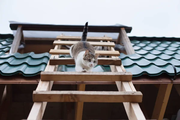 Cat Descend Toit Maison Vue Bas — Photo