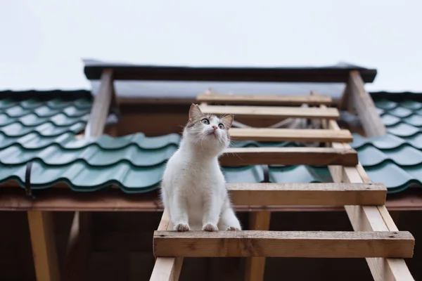 Cat Descend Toit Maison Vue Bas — Photo