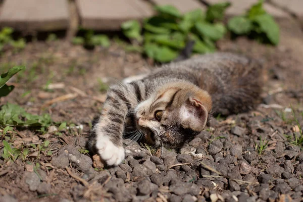 Kitten Lying Ground Plays Bright Sunny Day — Stock Photo, Image