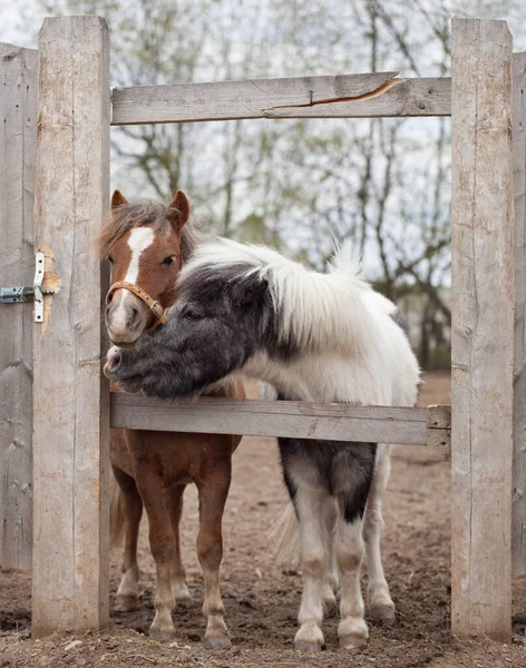 Dos Lindos Ponis Detrás Una Valla Pueblo Negro Pony Poner — Foto de Stock