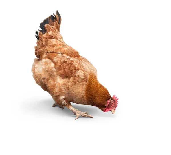 Brun Kyckling Som Tittar Nära Golvet Isolerad Vitt — Stockfoto