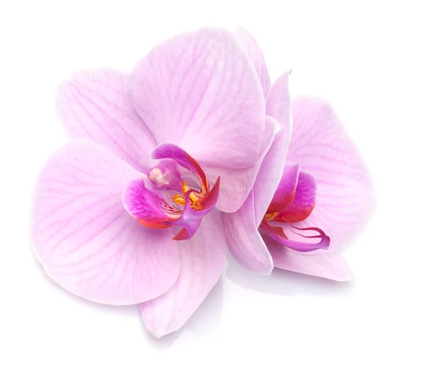 Fialová Orchidej Izolována Bílém Pozadí — Stock fotografie