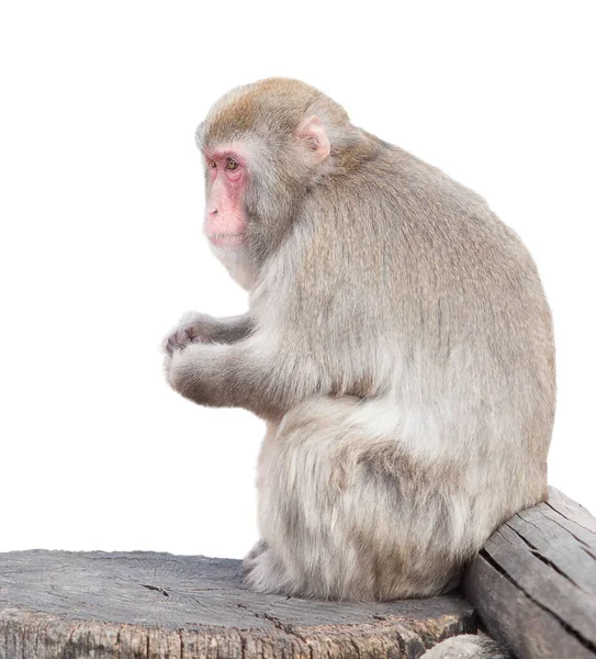 Monkey Sits Tree Isolated White Background — Stock Photo, Image