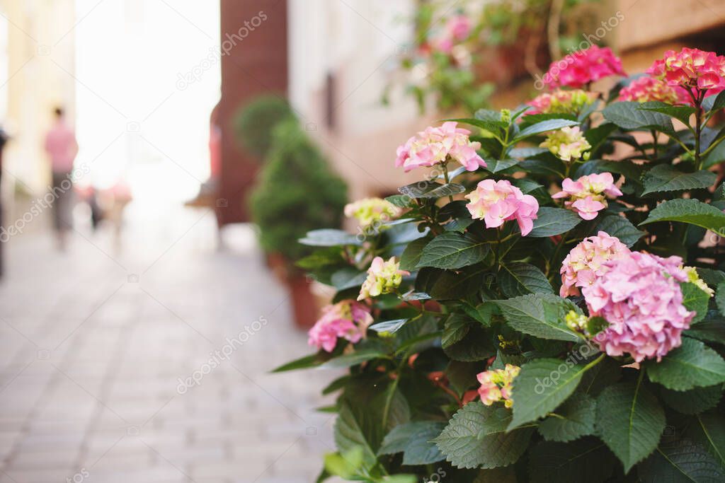 Beautiful flowers in flower beds and vases stand on the streets for decoration. soft nice background