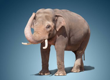 Mavi arka planda duran büyük bir fil.. 