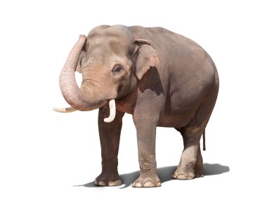 Beyaz arka planda duran büyük bir fil. izole