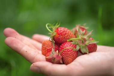 Bir avuç lezzetli olgun çilek elinde yeşil çimen arka planında