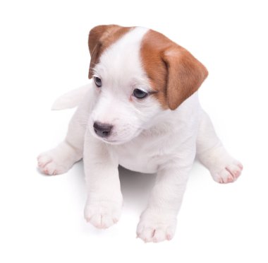 Köpek yavrusu Jack Russell beyaz arka plana çıkıyor. izole